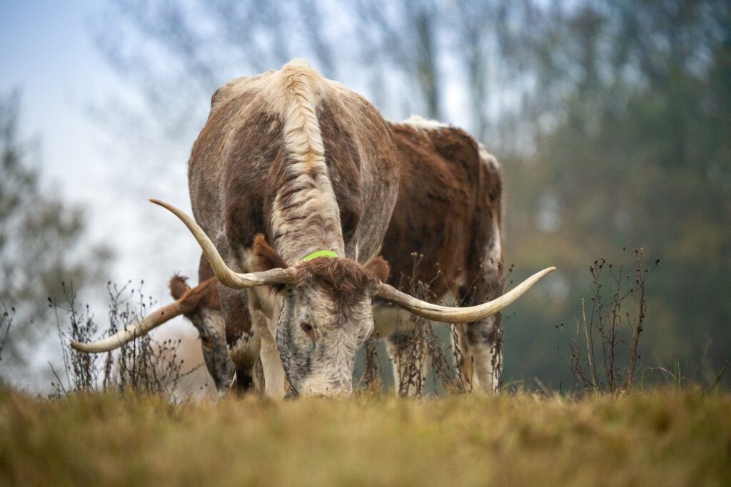feral hound photography
